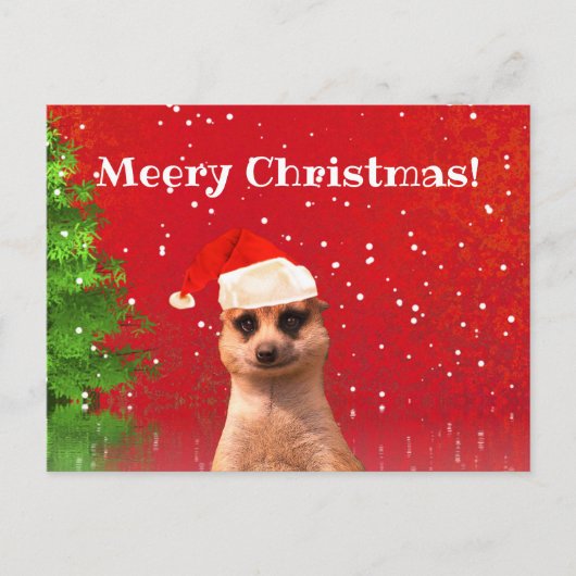 Meerkat Joyeux Noël drôle Carte postale de Noël (Devant)
