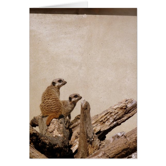 Meerkat Lookout (Devant)