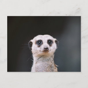 Meerkat Lookout Briefkaart