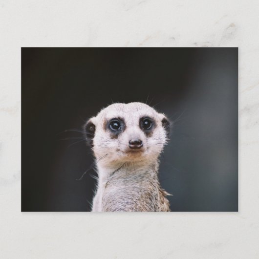 Meerkat Lookout Briefkaart (Voorkant)