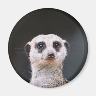 Meerkat Lookout Magneet