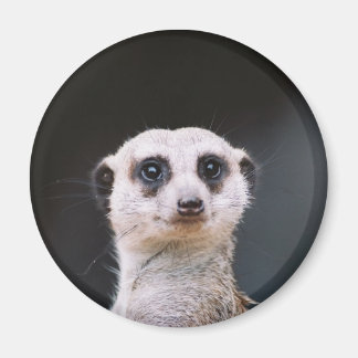 Meerkat Lookout Magneet