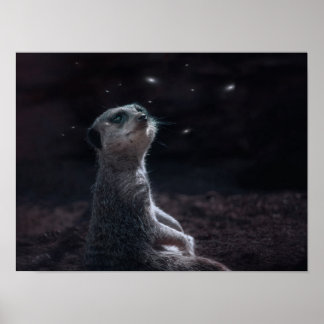 Meerkat magie poster