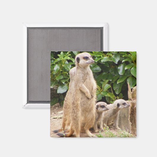 Meerkat magneet (Voorkant / Achterkant)