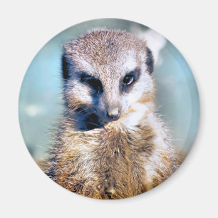 MEERKAT MAGNEET