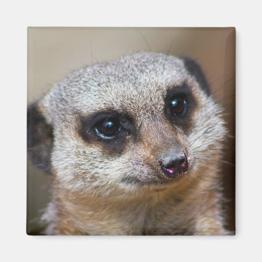 Meerkat Magneet (Voorkant)