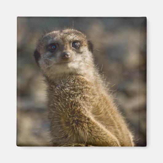 Meerkat Magneet (Voorkant)