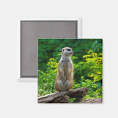 Meerkat Magnet (Recto/Verso)