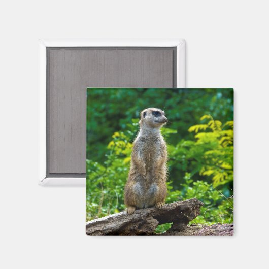 Meerkat Magnet (Recto/Verso)