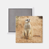 Meerkat Magnet (Recto/Verso)