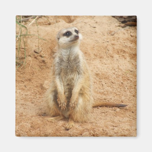 Meerkat Magnet (Devant)