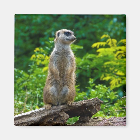 Meerkat Magnet Magneet (Voorkant)