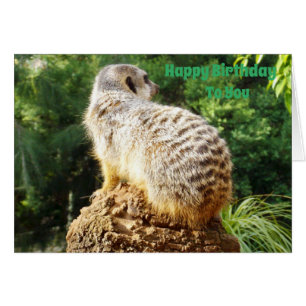 Meerkat met een hoge Uitzicht 'Birthday Wishes',