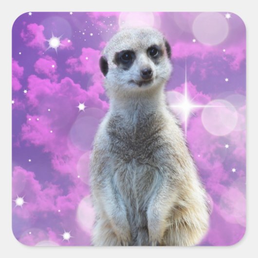 Meerkat met spaarpjes, vierkante sticker (Voorkant)