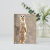 Meerkat op Attentie Briefkaart (Staand voorkant)