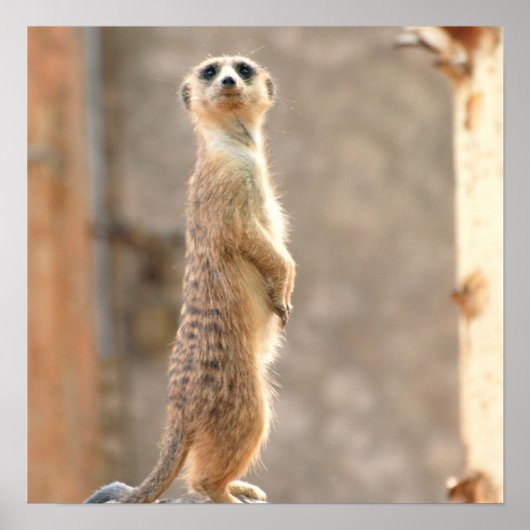 Meerkat op Attentie Poster (Voorkant)