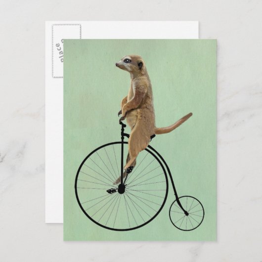 Meerkat op Black Penny Farthing 2 Briefkaart (Voorkant / Achterkant)