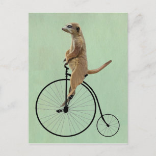 Meerkat op Black Penny Farthing 2 Briefkaart