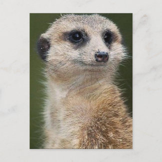Meerkat op de uitkijk briefkaart