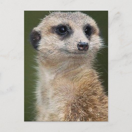 Meerkat op de uitkijk briefkaart (Voorkant)
