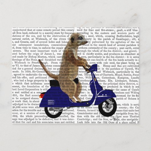 Meerkat op Donkere Blauwe Moped Briefkaart (Voorkant)