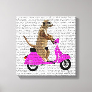Meerkat op roze brommer canvas afdruk