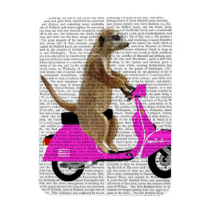 Meerkat op roze brommer magneet