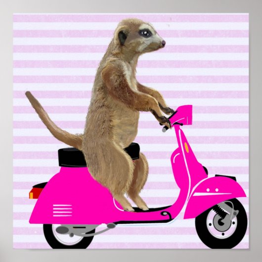 Meerkat op roze brommer poster (Voorkant)