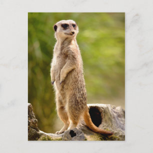 Meerkat op stoom briefkaart