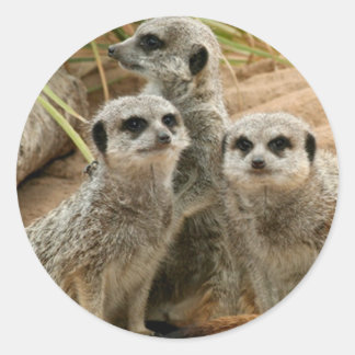 Meerkat op uitkijkplaats ronde sticker