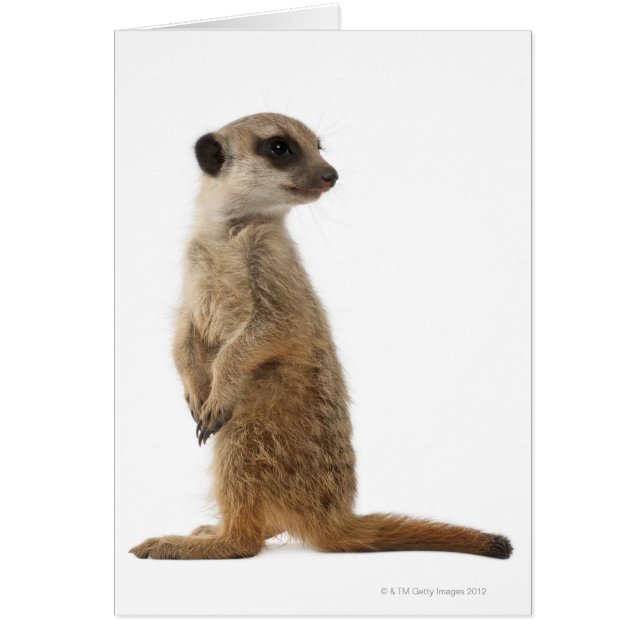 Meerkat ou Suricate - Suricata suricatta (Devant)