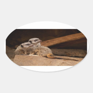 Meerkat Ovale Sticker