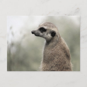 Meerkat over wachtdienst - Briefkaart