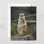 Meerkat Photo Briefkaart (Voorkant / Achterkant)