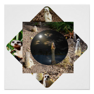 Meerkat Polyscope, Perfect Poster