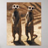 Meerkat Poster (Voorkant)