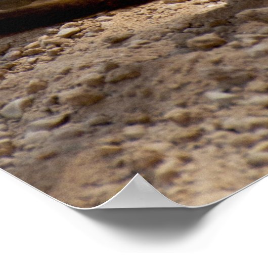 Meerkat Poster (Hoek)