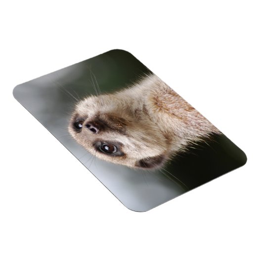 Meerkat Premium Magnet Magneet (Rechterzijde)