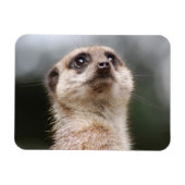 Meerkat Premium Magnet Magneet (Horizontaal)