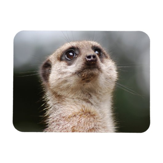 Meerkat Premium Magnet Magneet (Horizontaal)