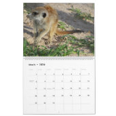 Meerkat Pups du calendrier KMP 2025 (Mar 2026)