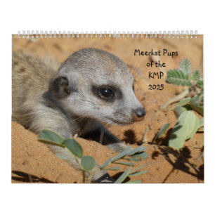 Meerkat Pups du calendrier KMP 2025