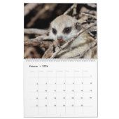 Meerkat Pups van de KMP 2024 Kalender (Feb 2026)