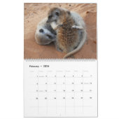 Meerkat Pups van de KMP 2025 Kalender (Feb 2026)