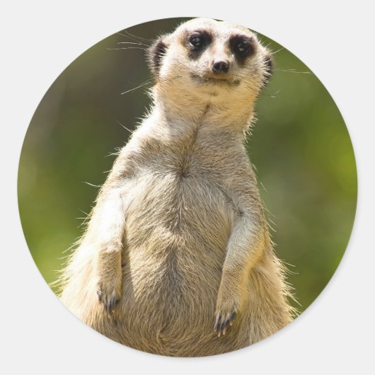 Meerkat Ronde Sticker (Voorkant)