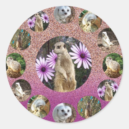 Meerkat rose Surprise, Stickers (Devant)