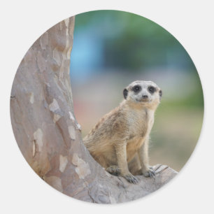 Meerkat Sat on Tree Ronde Sticker