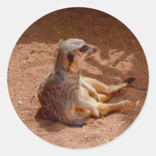 Meerkat Sitting Photographie, Stickers Rond