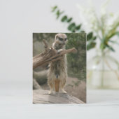 Meerkat Standing Briefkaart (Staand voorkant)