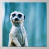 Meerkat Staredown - Affiche (Devant)